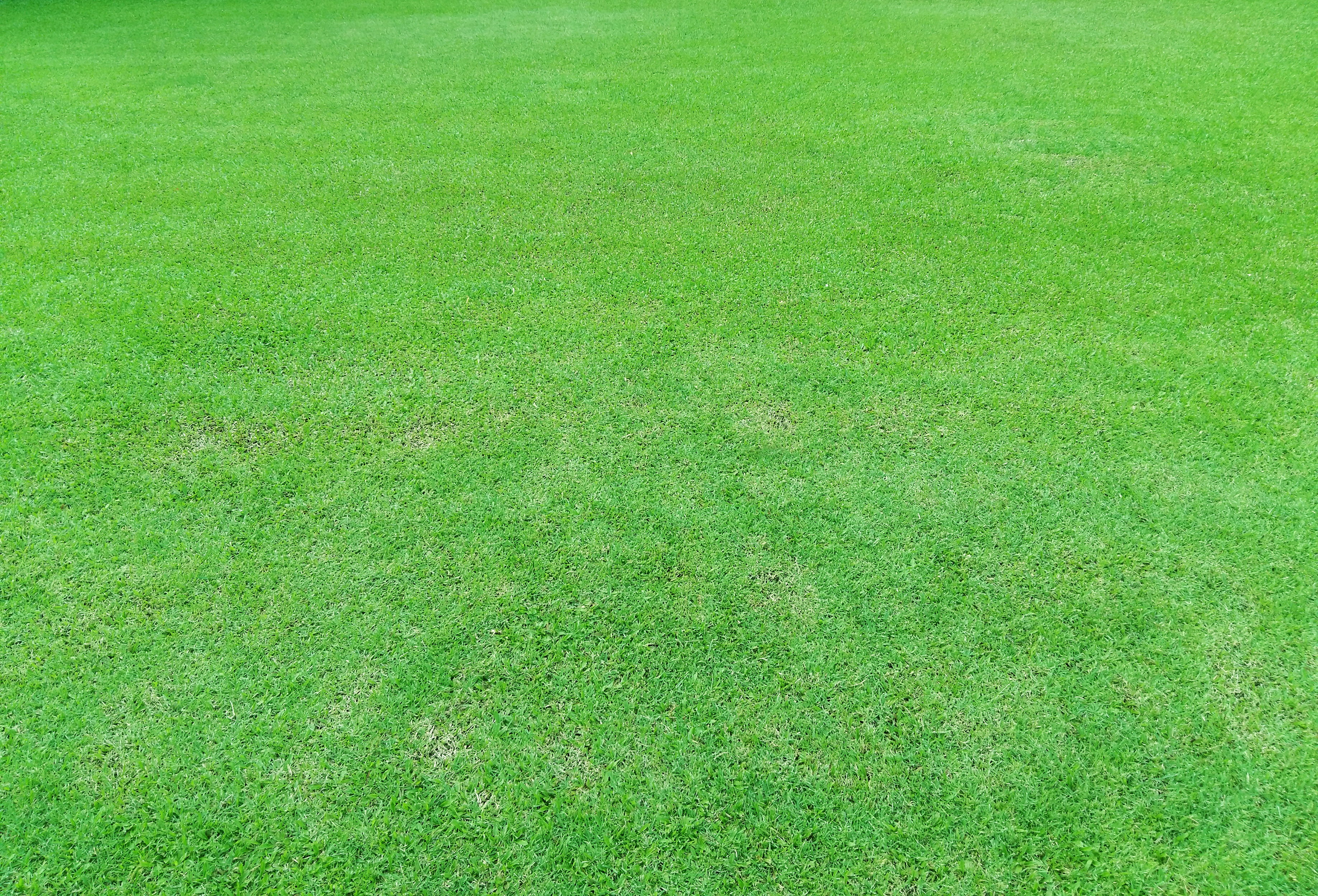 Green Grass Stock Photos, Images and Backgrounds for Free Download