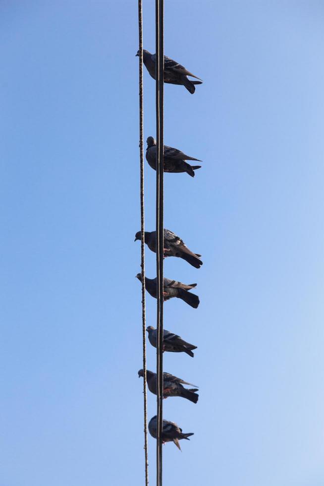palomas posadas en un alambre foto
