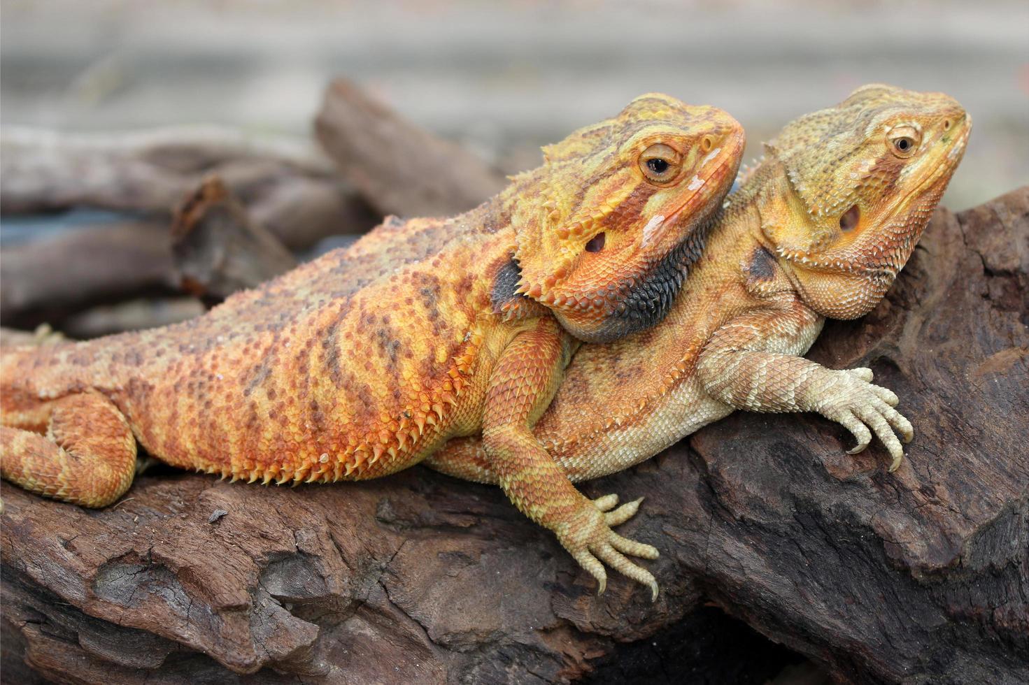 Two lizards on a branch photo