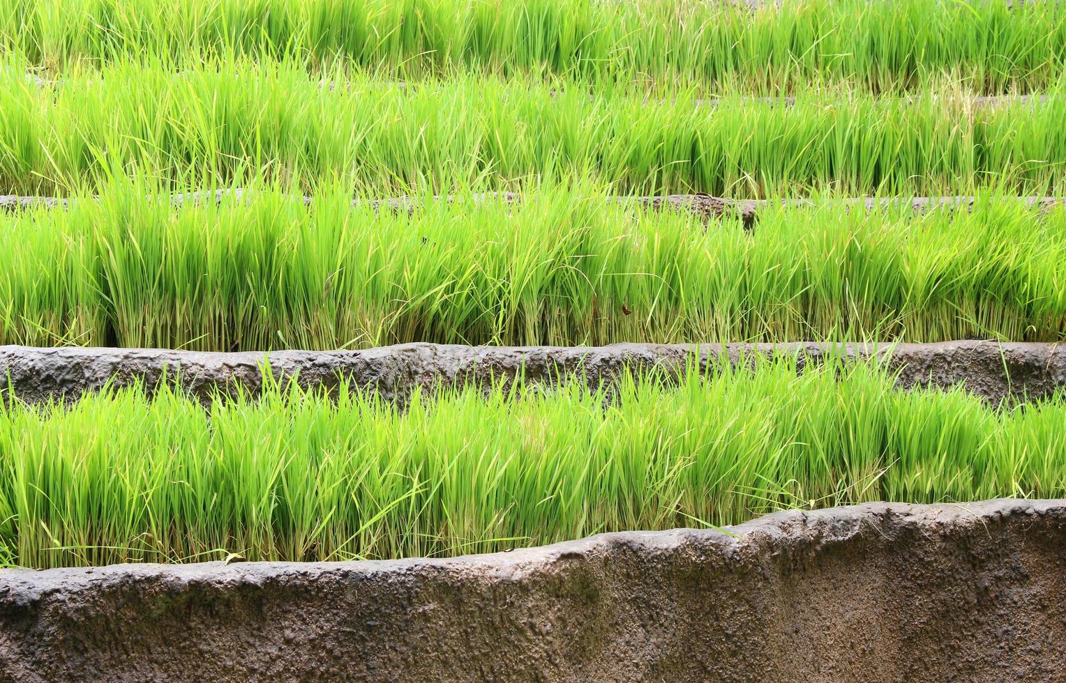 Tiered rice garden photo