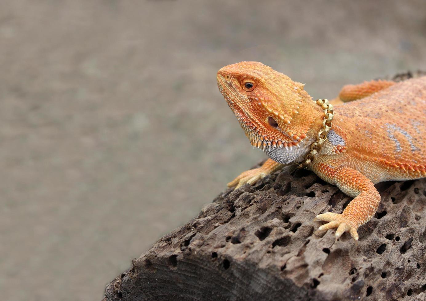 lagarto en una roca afuera foto