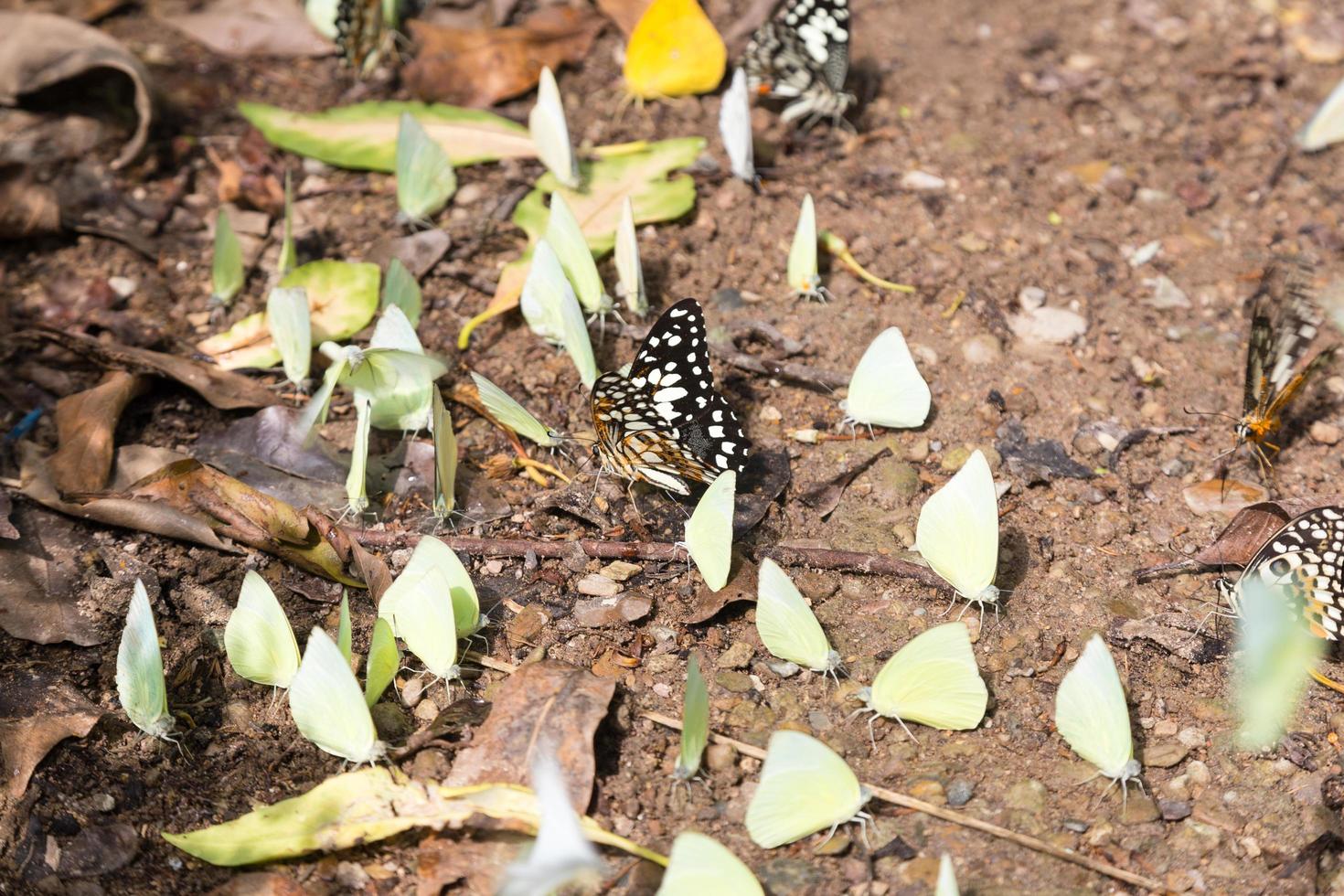 Flock of butterflies on the ground photo