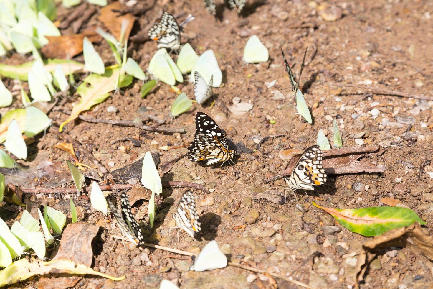 Flock of butterflies on the ground photo