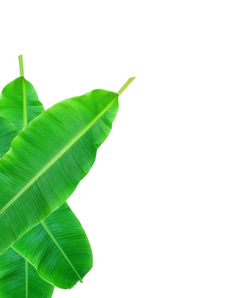 Banana leaves with copy space 1996052 Stock Photo at Vecteezy