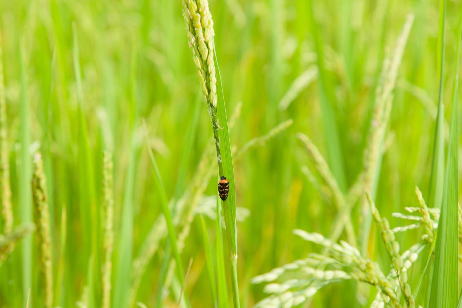 Insect on rice photo