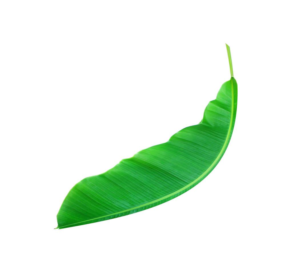 Singled curved banana leaf photo