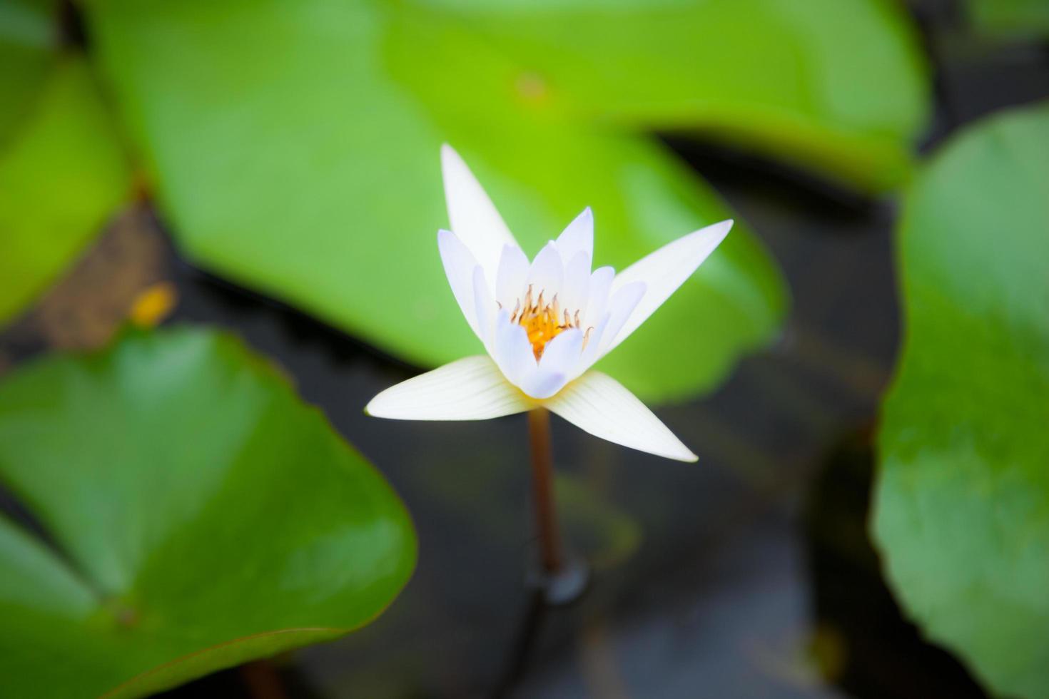 White lotus flower in the water photo