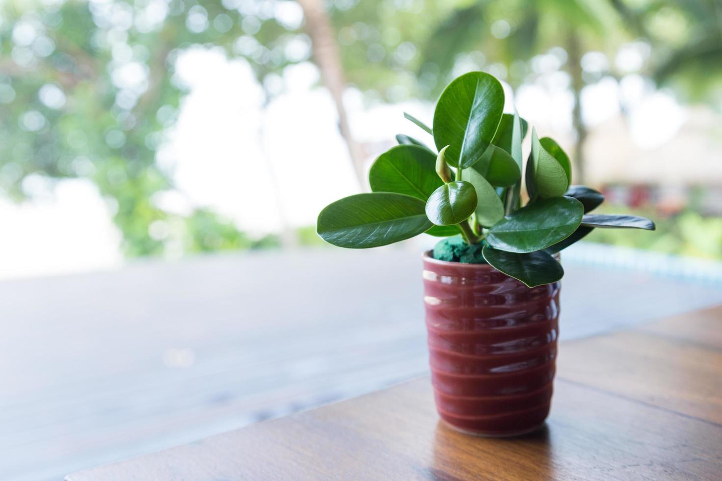 Plant on the table photo