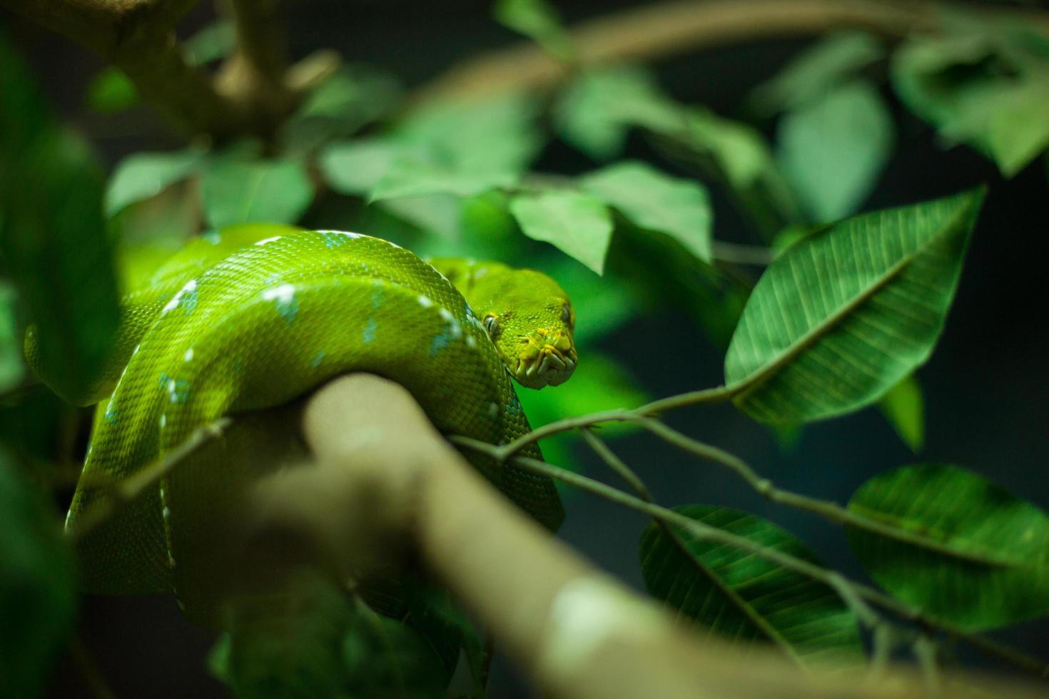 víbora verde foto