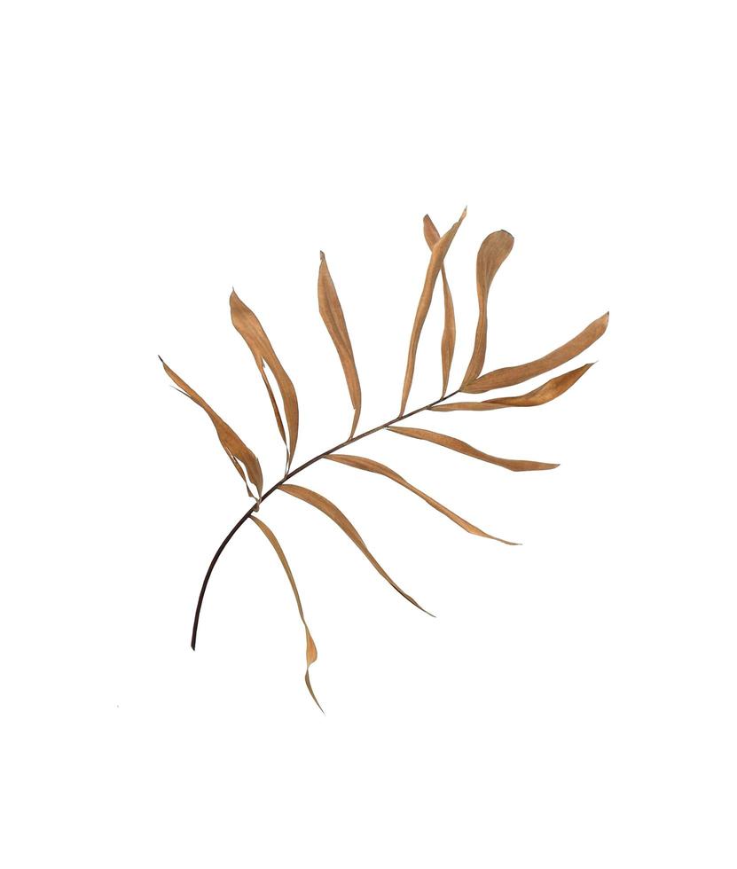 Sparse dry leaves photo