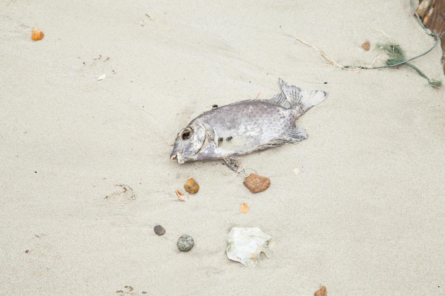Dead fish on the beach photo