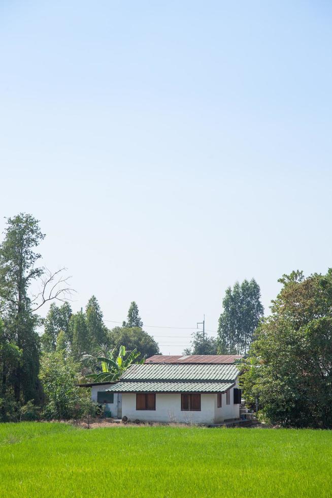 casa en el campo de arroz en tailandia foto