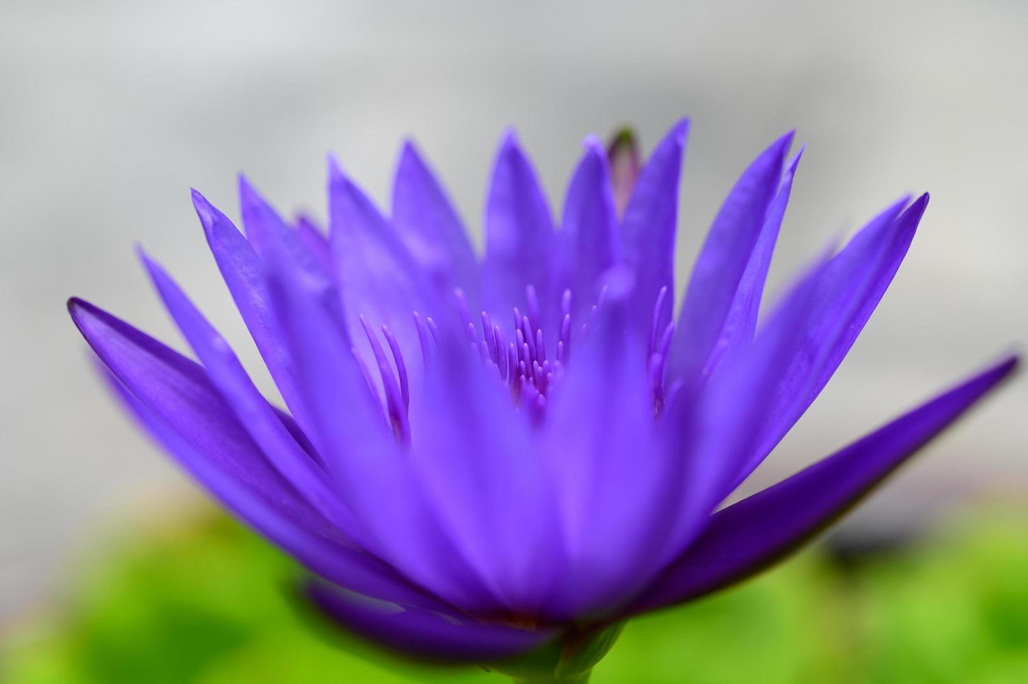 una flor de loto morada foto