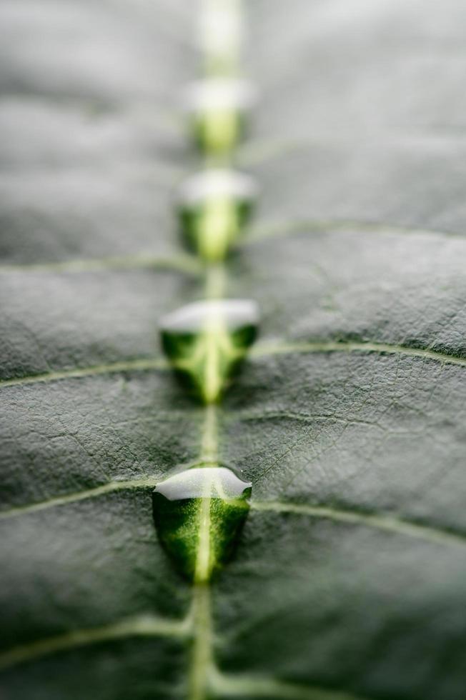 muchas gotas de agua sobre una hoja de plátano bellamente dispuesta foto