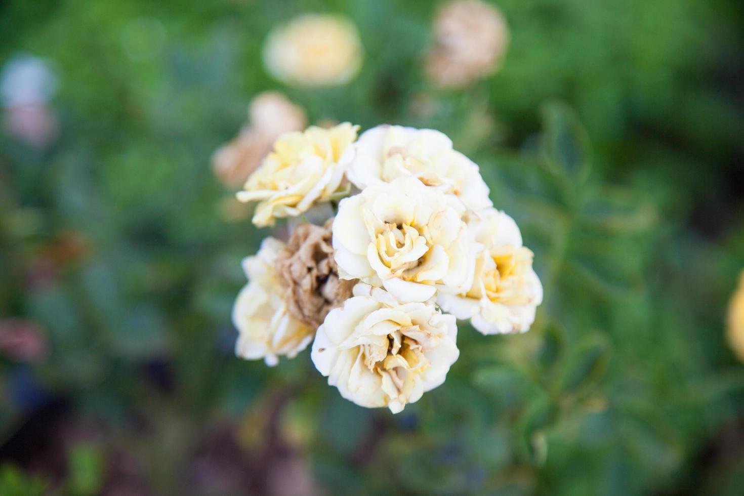 Bouquet of yellow roses photo