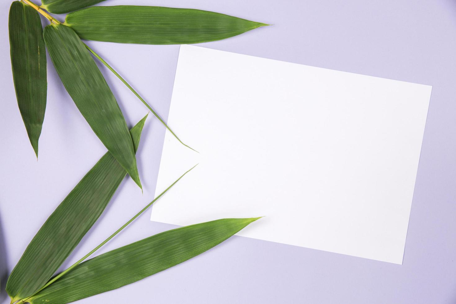 hoja de bambú con tarjeta blanca en blanco foto