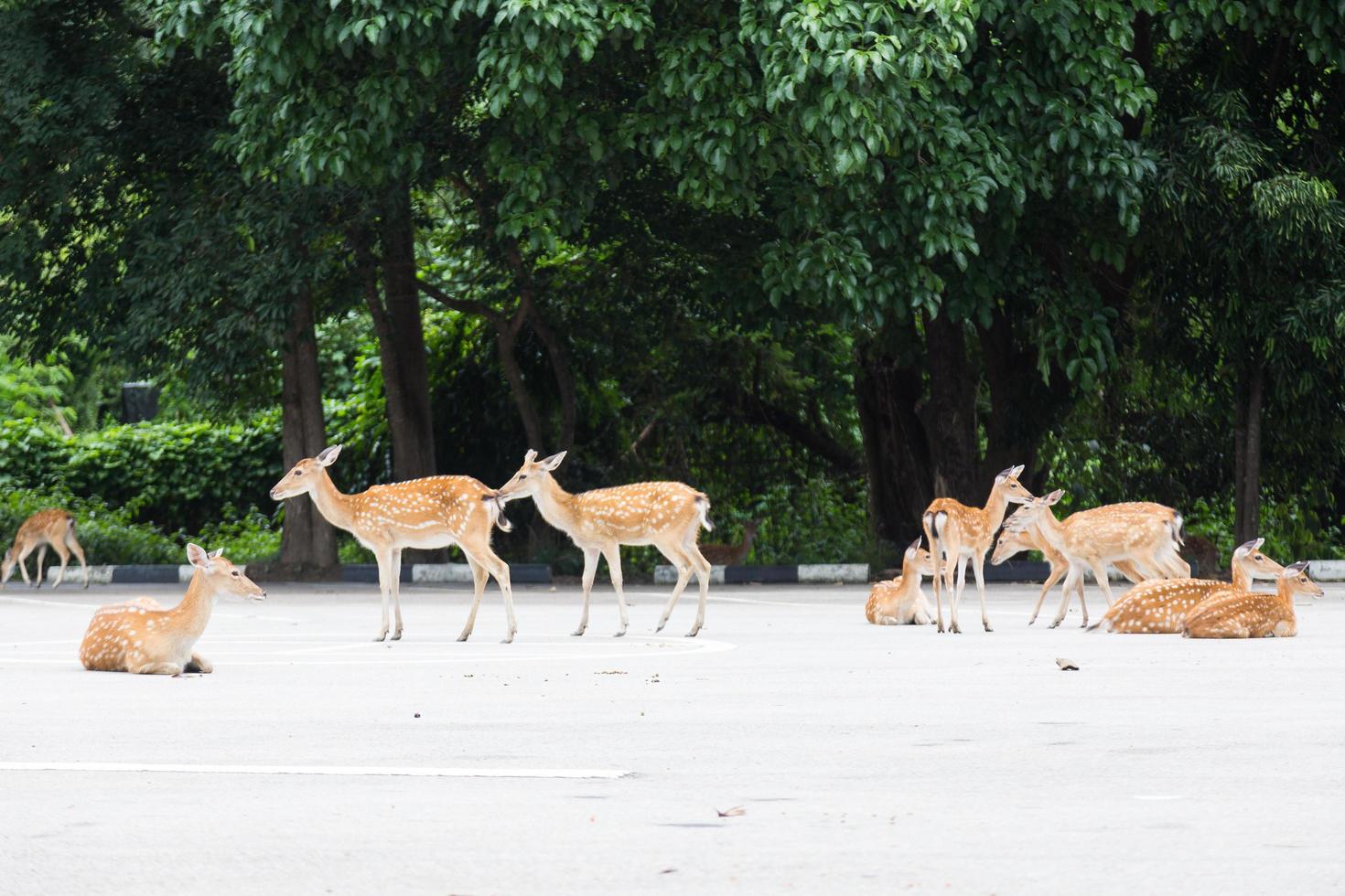 Deers on the road photo