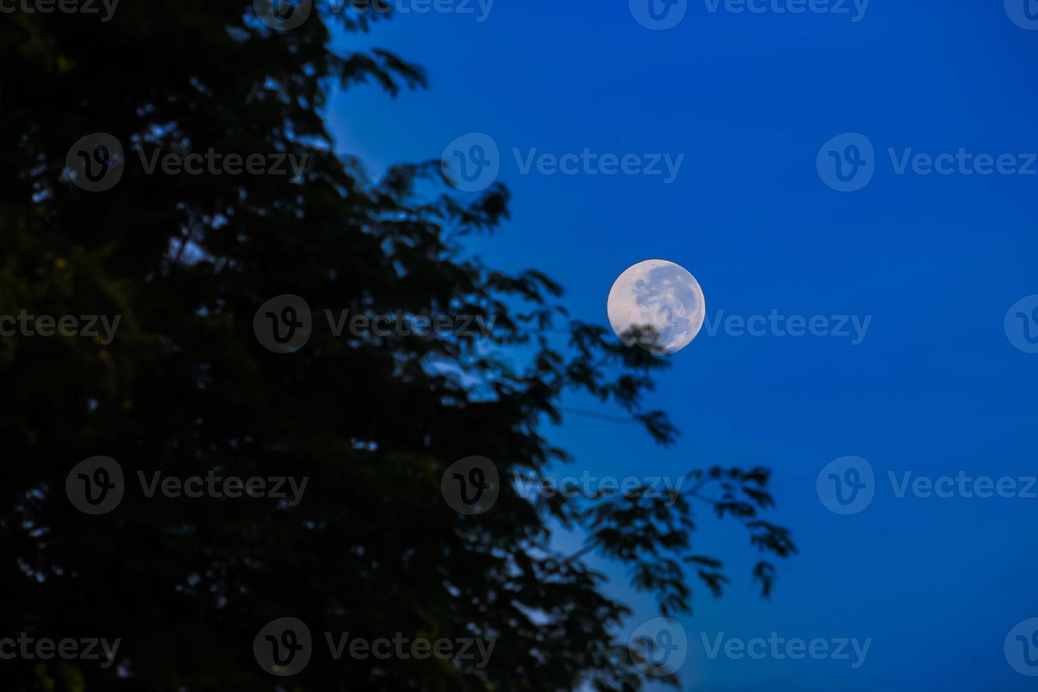 silueta de árbol y luna foto