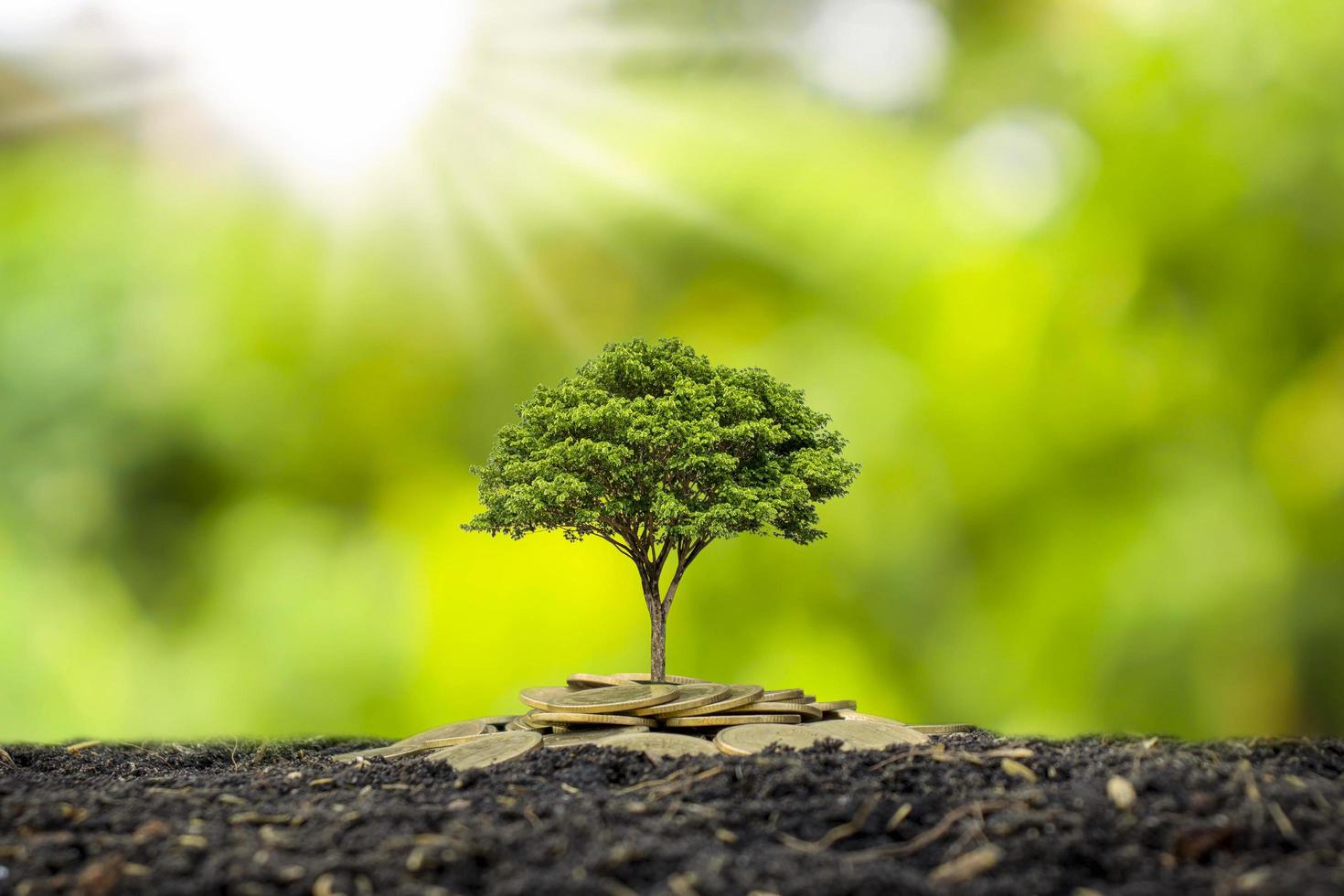 The saplings that grow on the pile of coins include the white light flooding the trees, business ideas, saving money, and economic growth photo