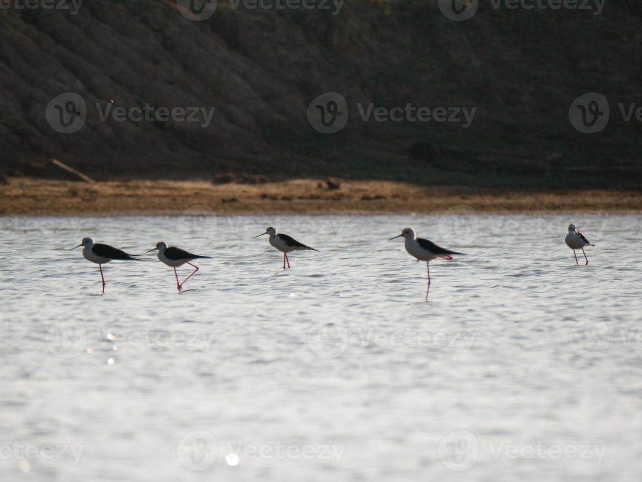 pájaros en el agua foto