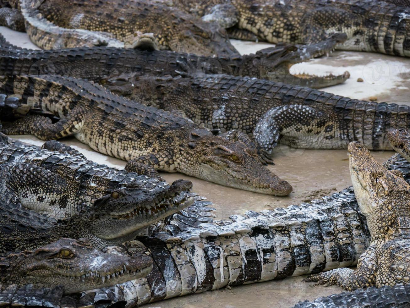 grupo de cocodrilos foto