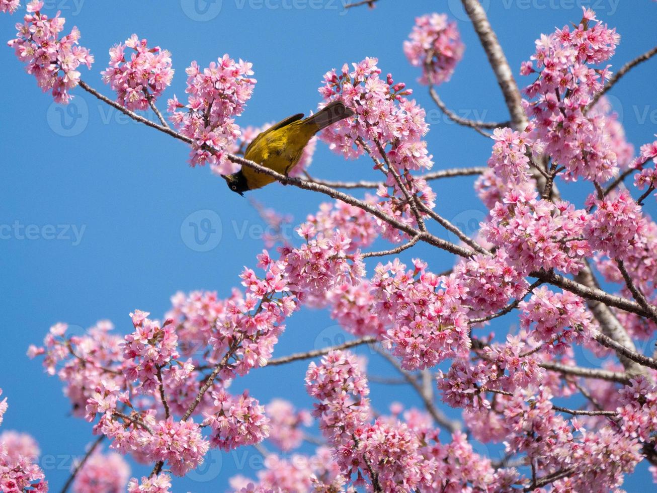 Bird and pink flowers photo