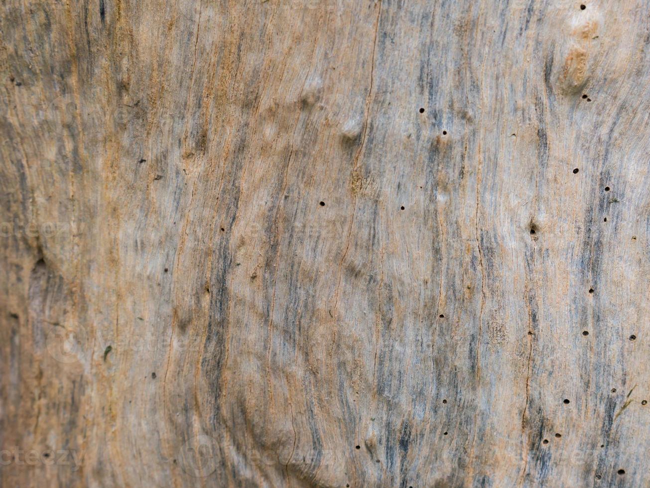 textura de tronco de árbol foto