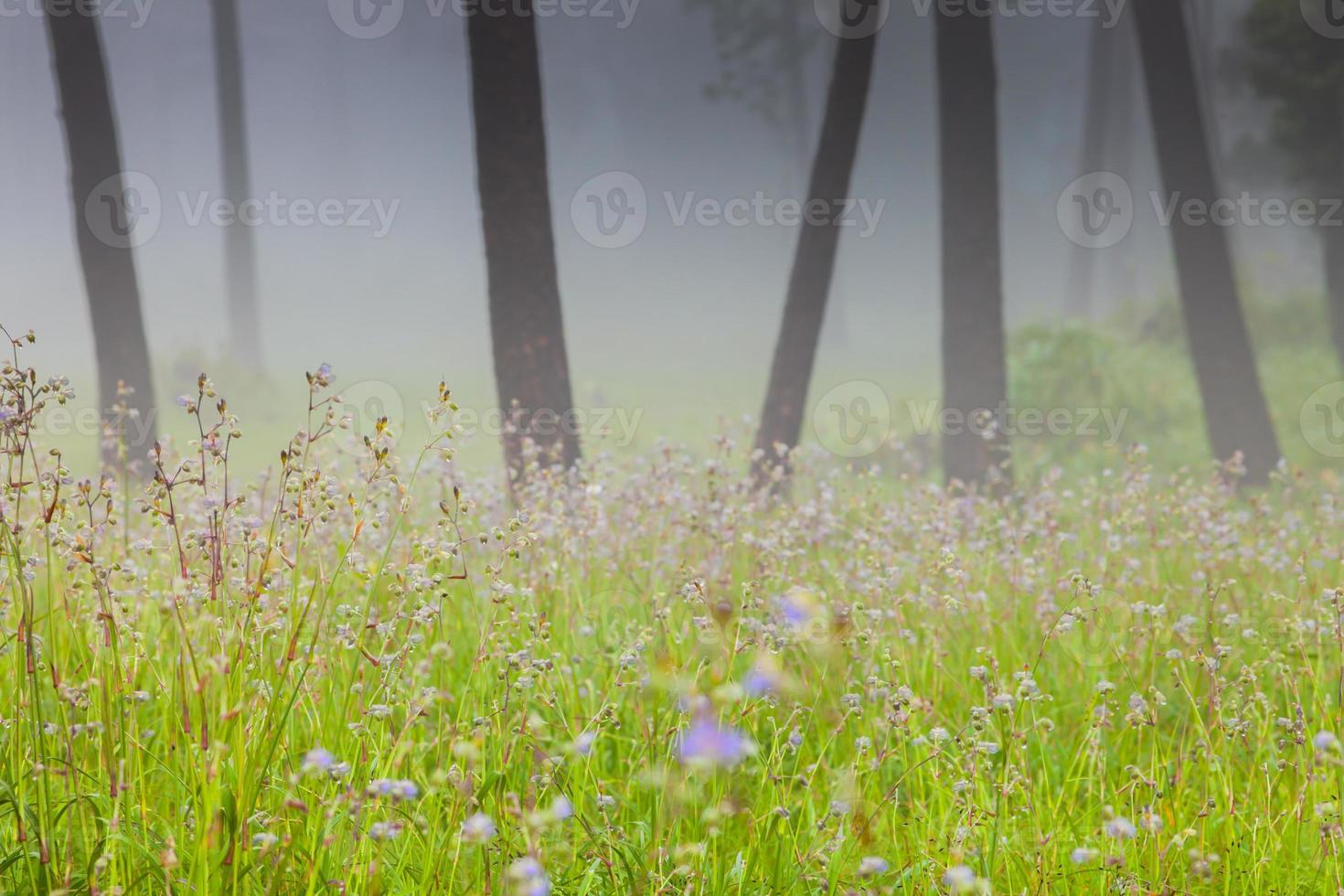 Purple flowers in a meadow photo