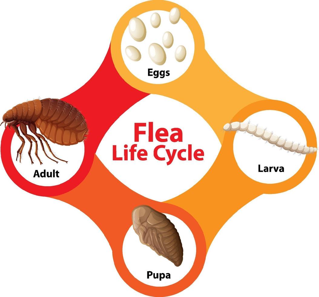 diagrama del ciclo de vida de las pulgas vector