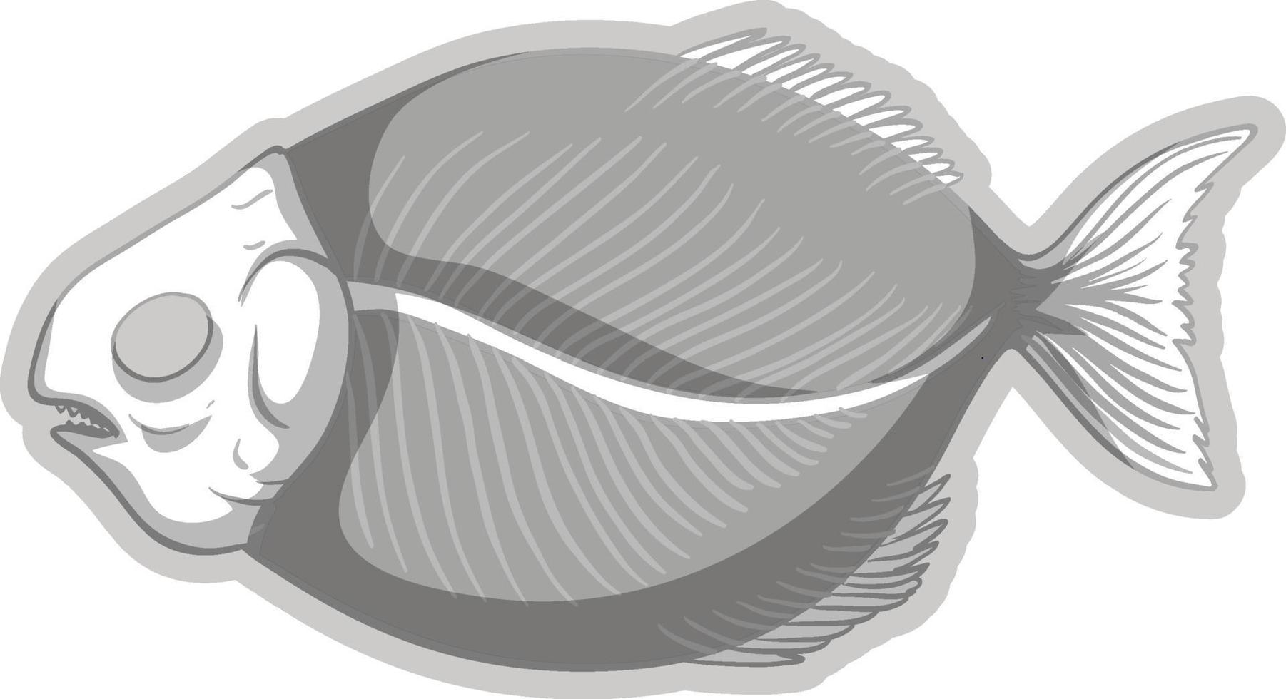 Fish fossil skeleton on white background vector