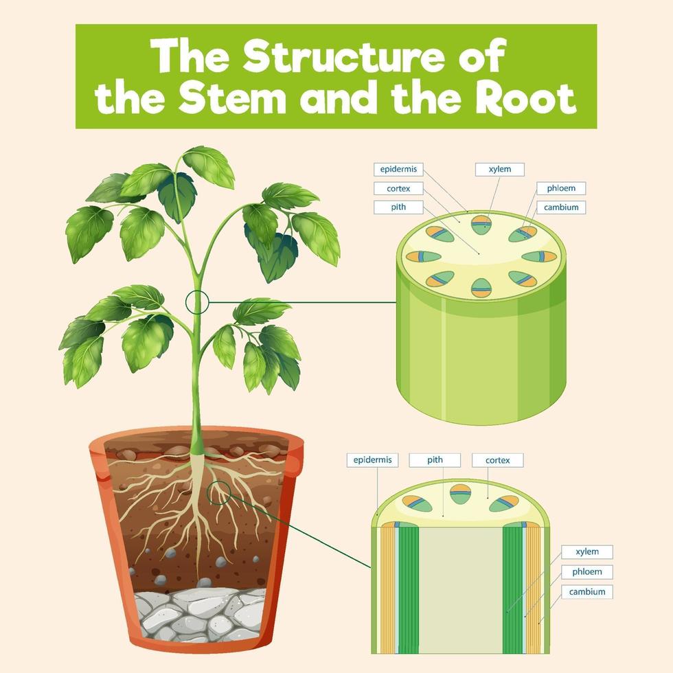 la estructura del tallo y la raíz vector