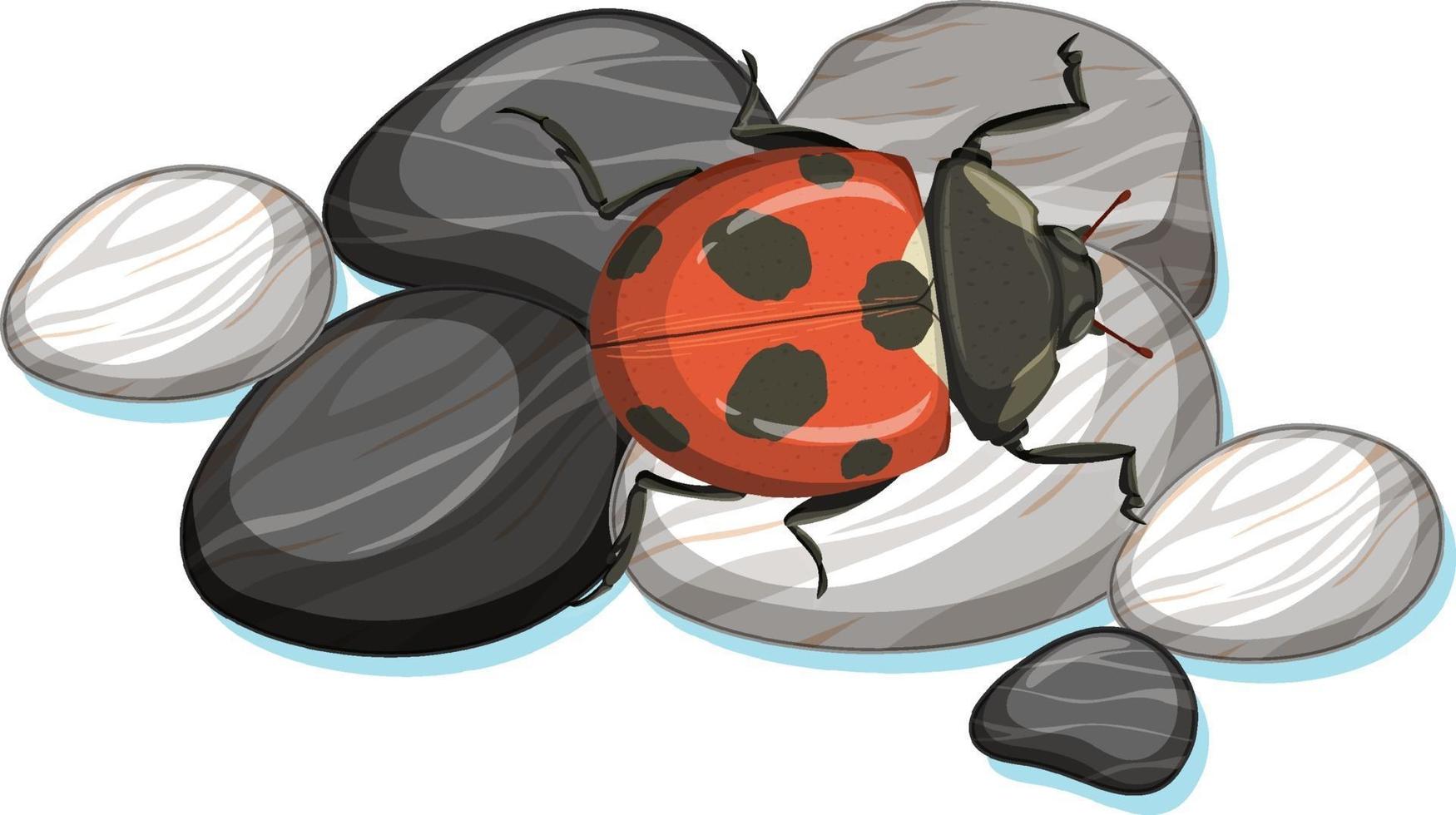 Top view of ladybug on a stone on white background vector