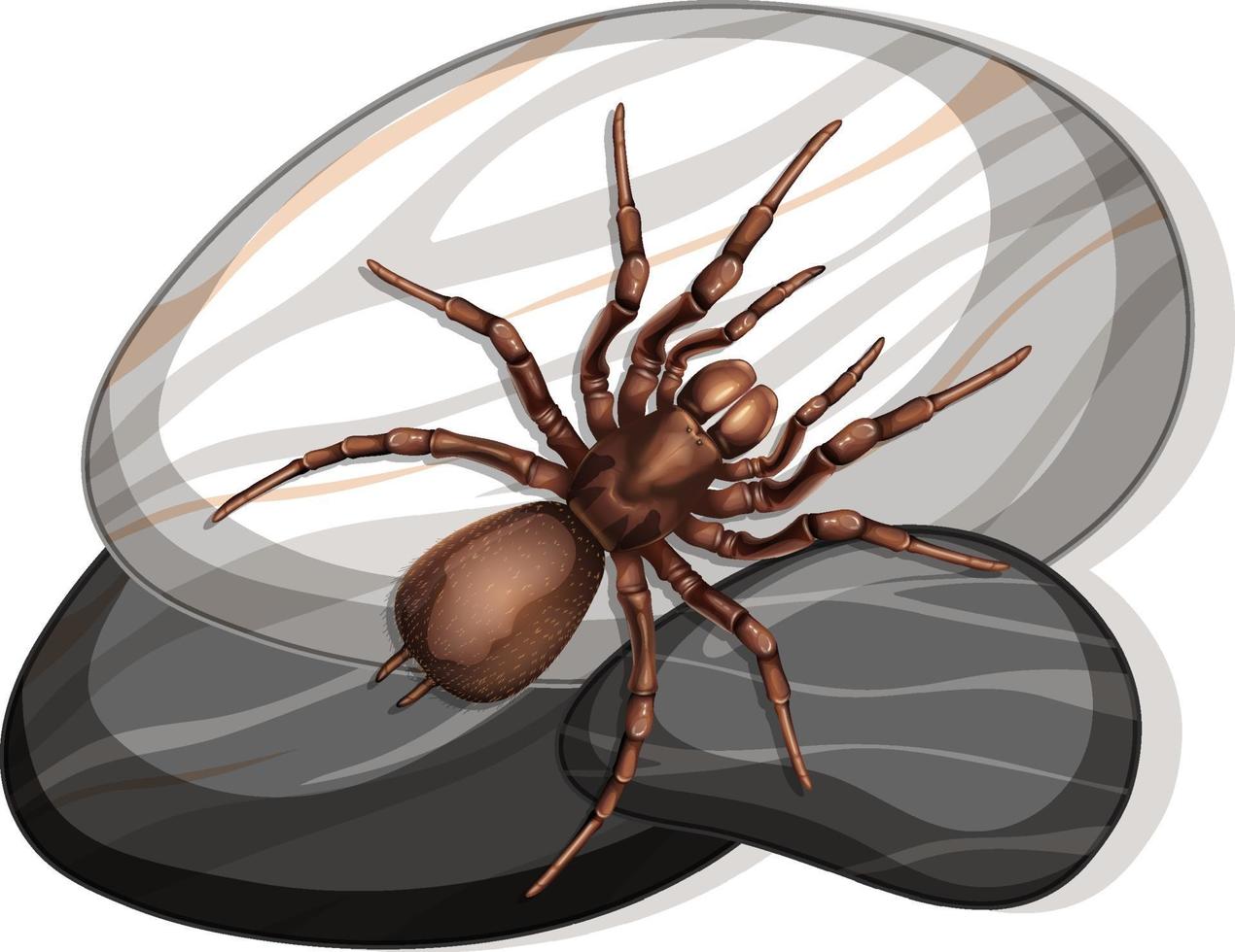 Top view of spider on a stone on white background vector