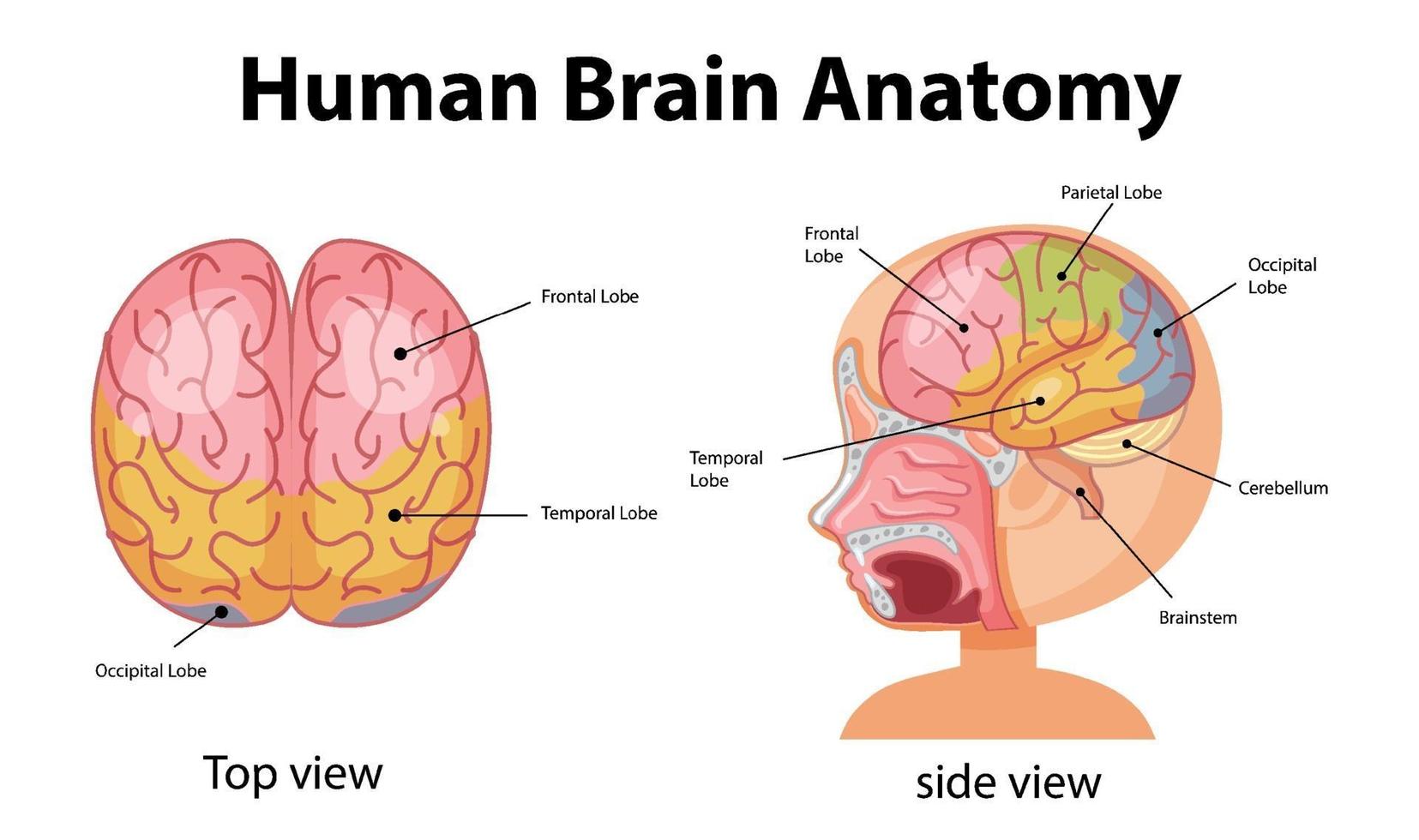 cartel de información del diagrama del cerebro humano vector