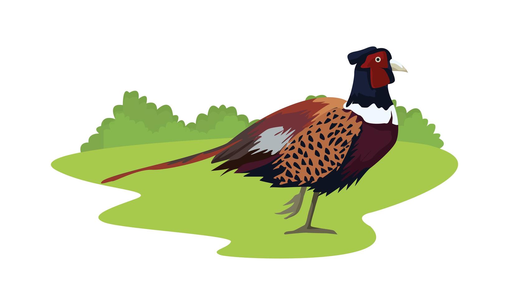 wild pheasant bird animal in the field vector