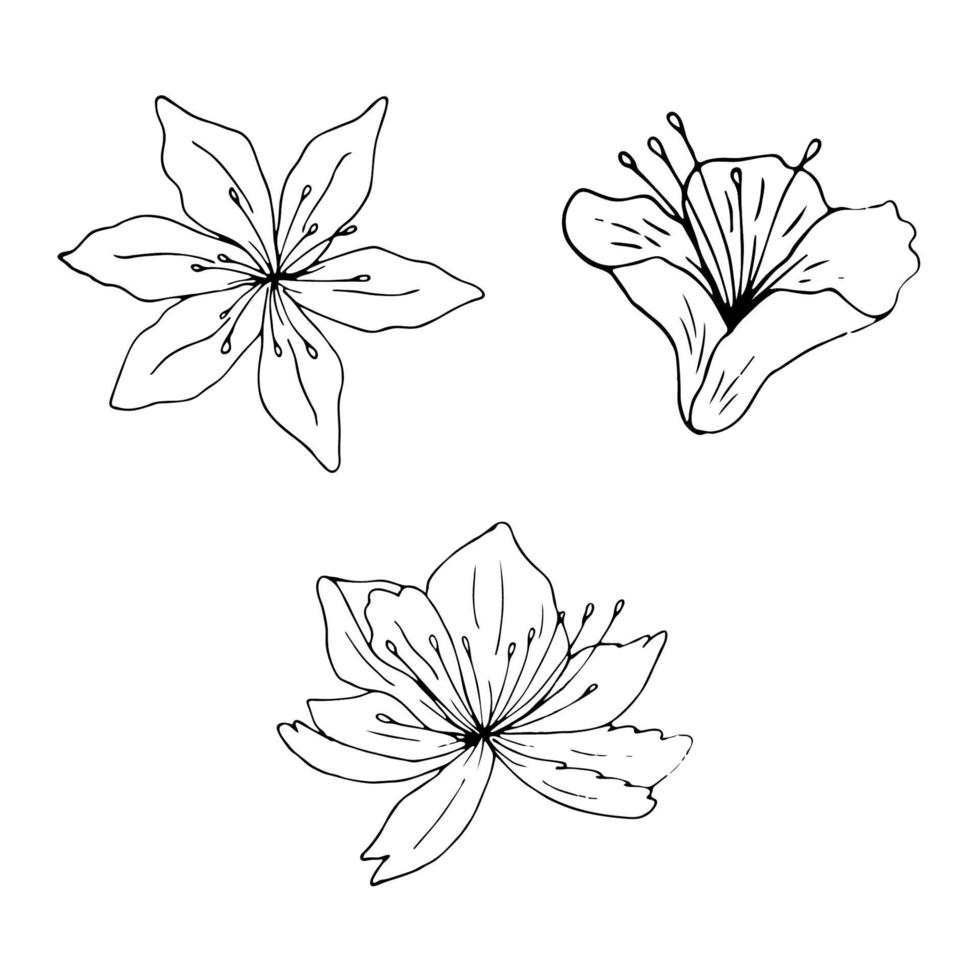 Black lily isolated on a white background vector