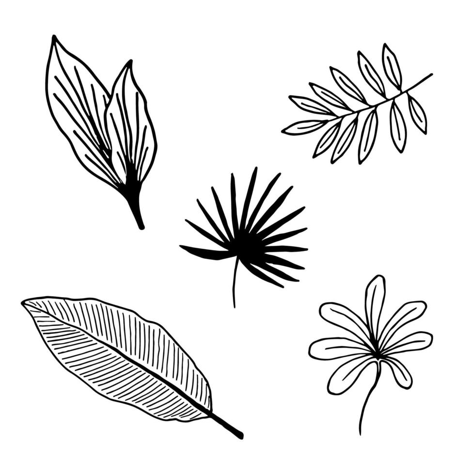 Hand drawn branches and leaves of tropical plants vector