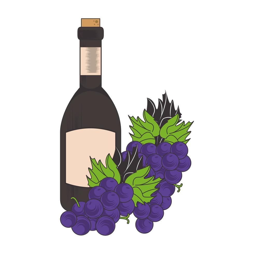 bunch of grapes and bottle of wine vector