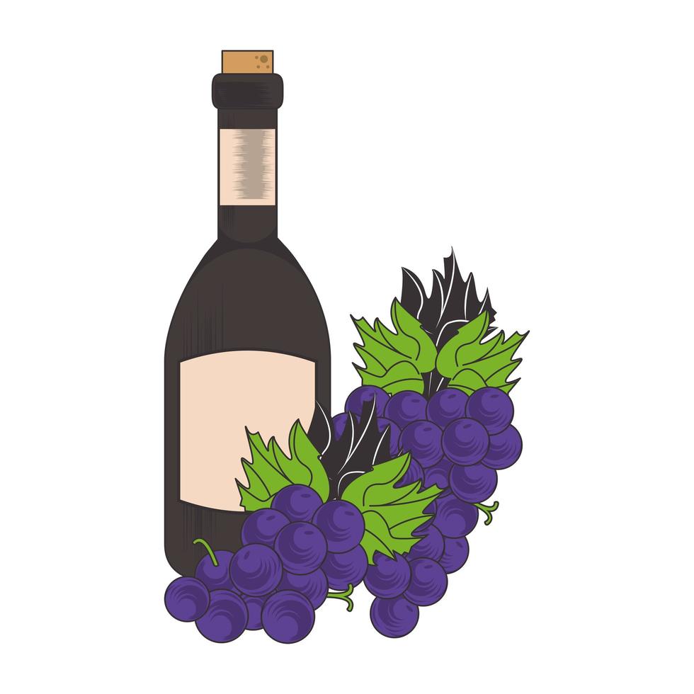 racimo de uvas y botella de vino vector