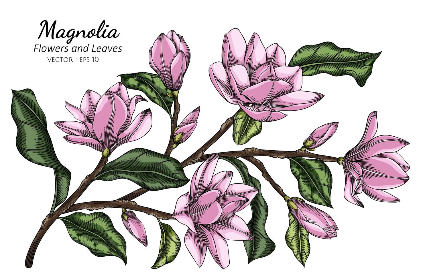 flores de magnolia rosa y hojas ilustración de dibujo con arte lineal sobre fondo blanco. vector