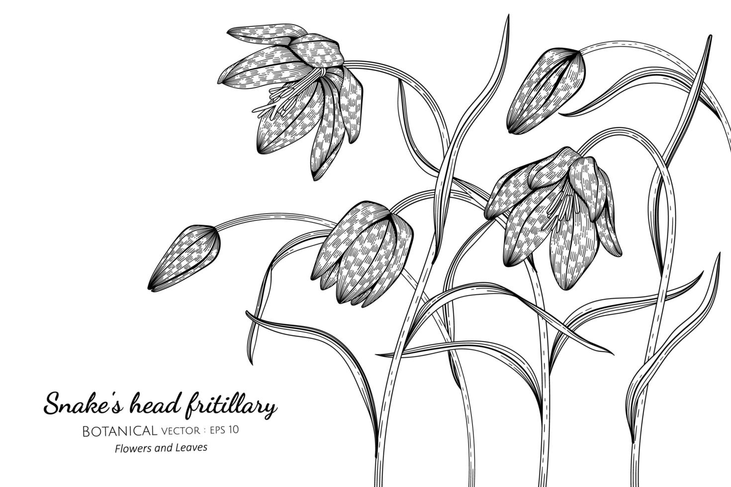 Snake's head fritillary flowers and leaves hand drawn botanical illustration with line art on white background. vector