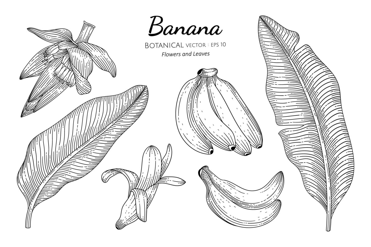 Banana fruits and leaves hand drawn botanical illustration with line art on white background. vector