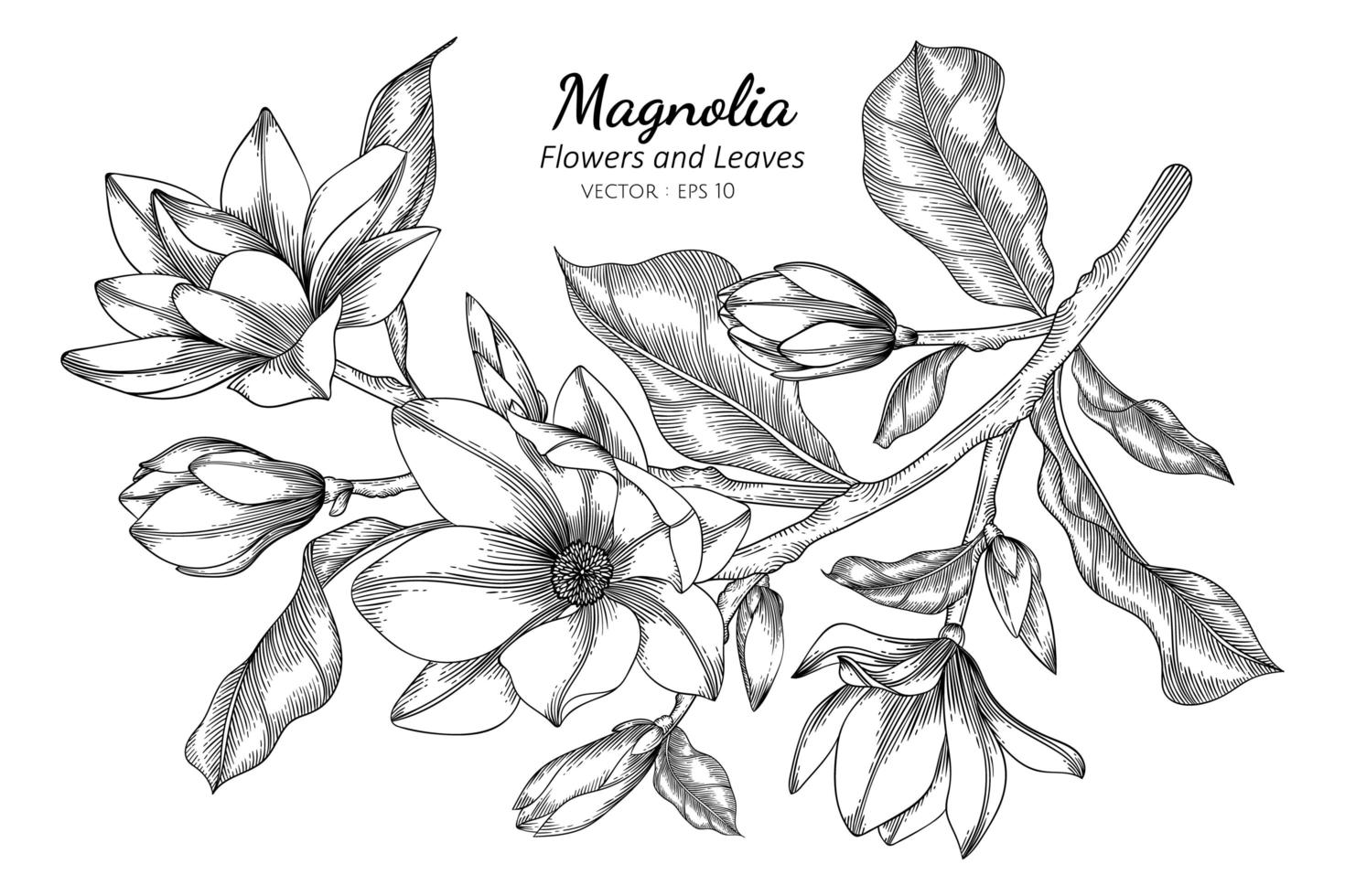 Magnolia flores y hojas de dibujo ilustración con arte lineal sobre fondo blanco. vector