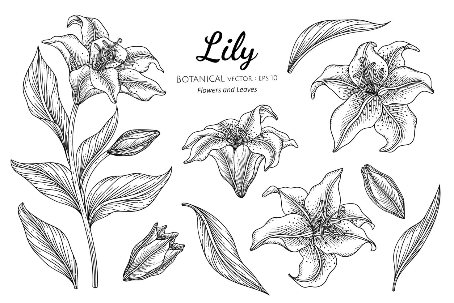 Set of Lily flowers and leaves hand drawn botanical illustration with line art on white background. vector