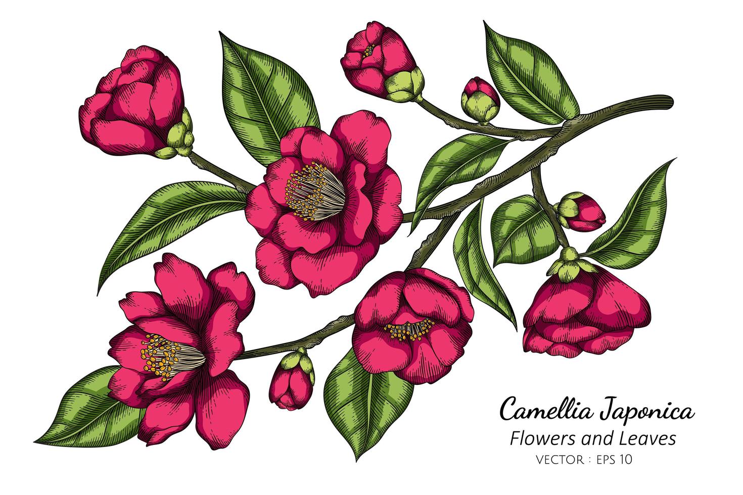 rosa camelia japonica flores y hojas ilustración de dibujo con arte lineal sobre fondo blanco. vector