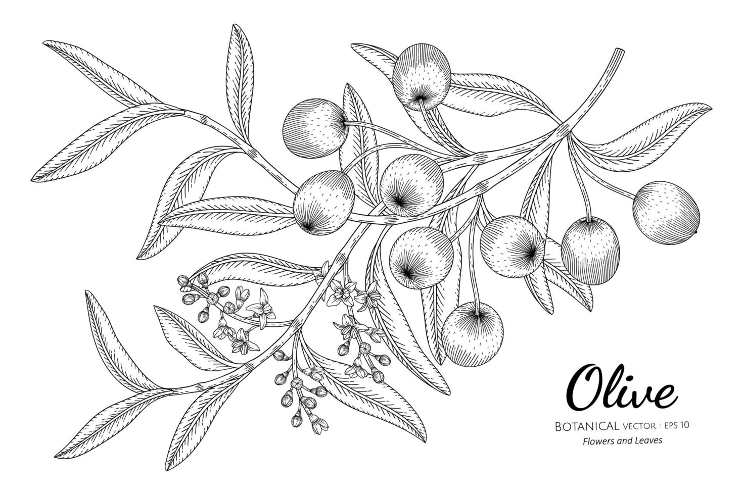 Oilve tree hand drawn botanical illustration with line art on white background. vector