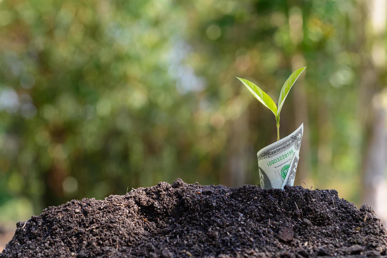 árbol que crece de un billete foto