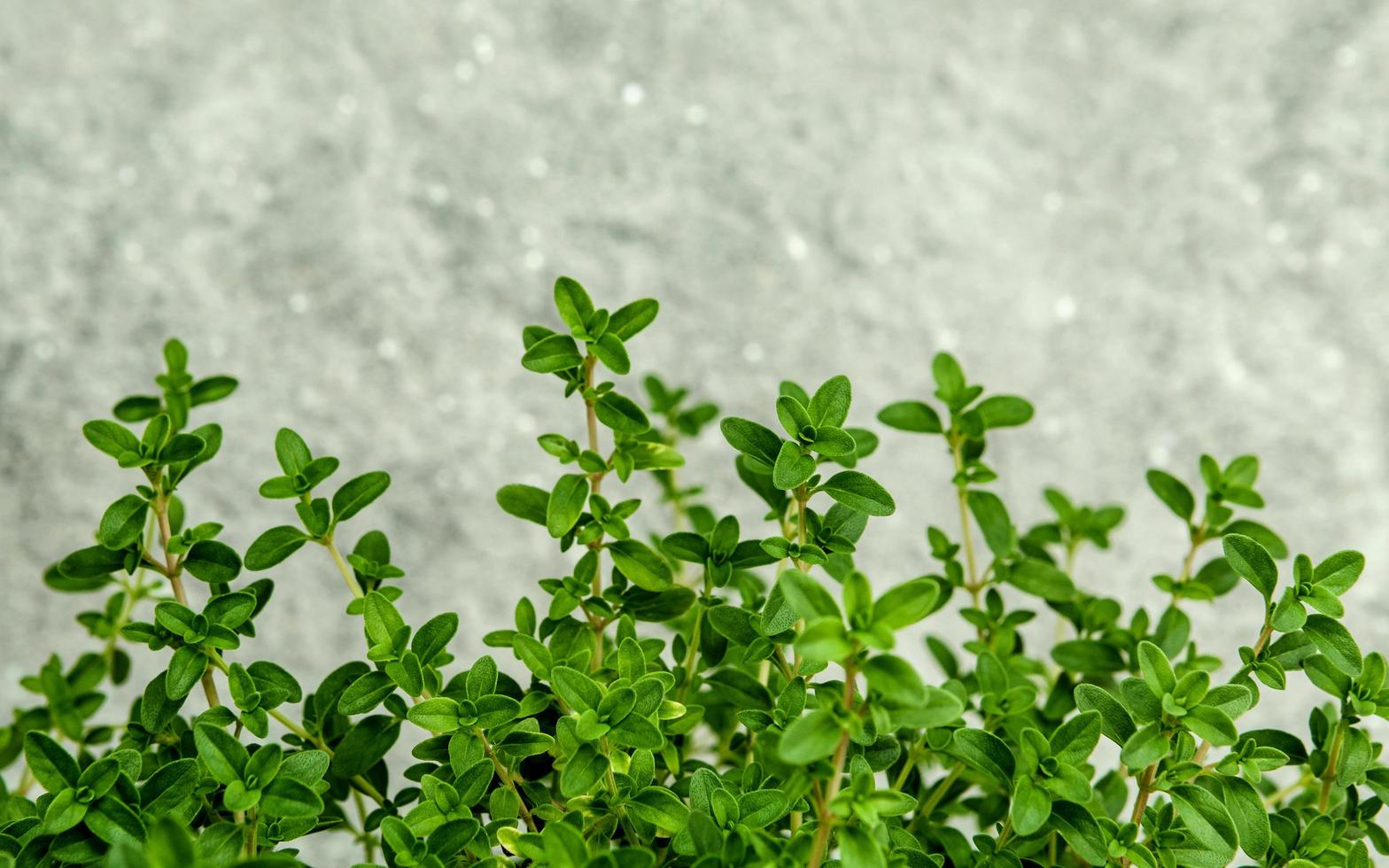 Thyme leaves against concrete photo