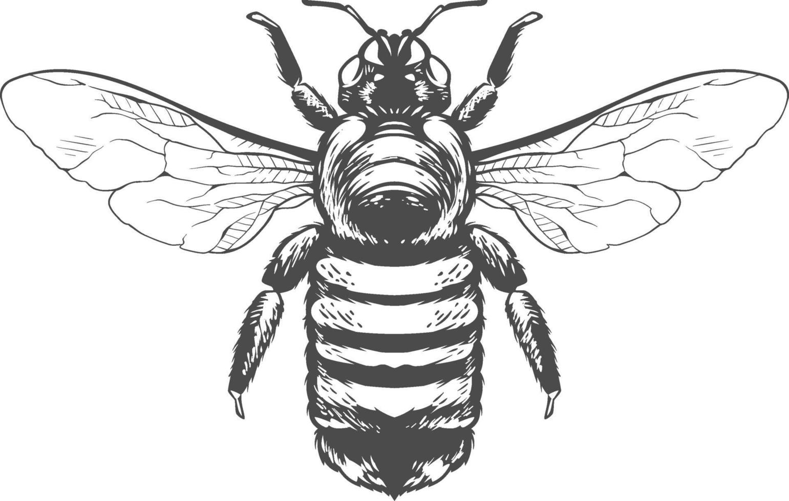 Vector Engraving Insect