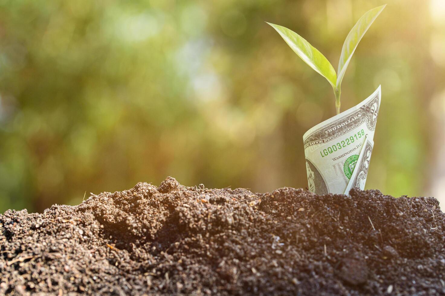 árbol que crece de un billete foto